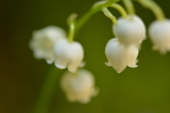 森の花（スズラン）