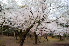 桜の森で　２