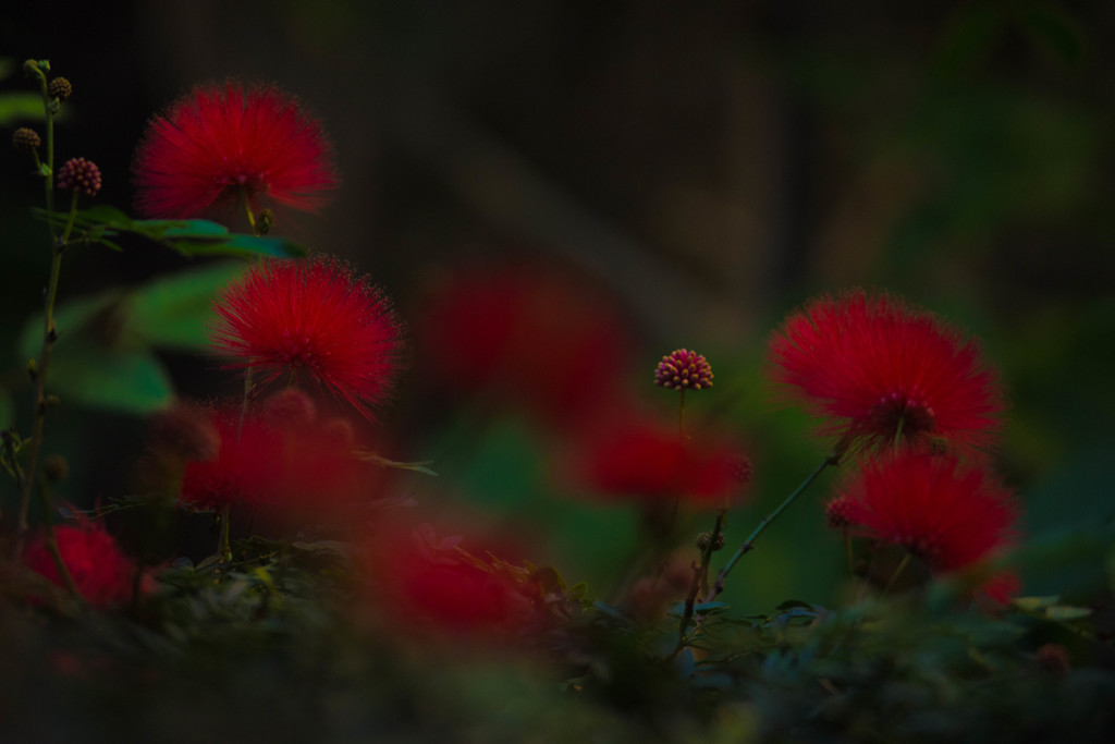 南国の花