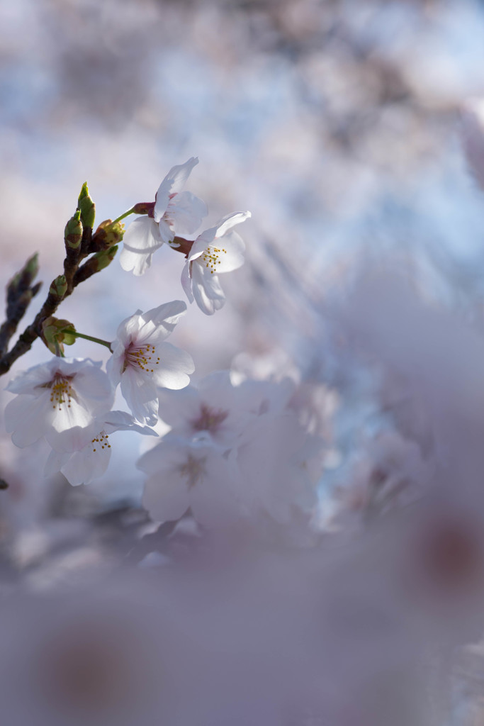 サクラ桜　２