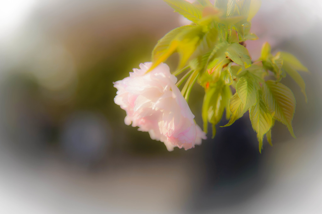 桜の思い出
