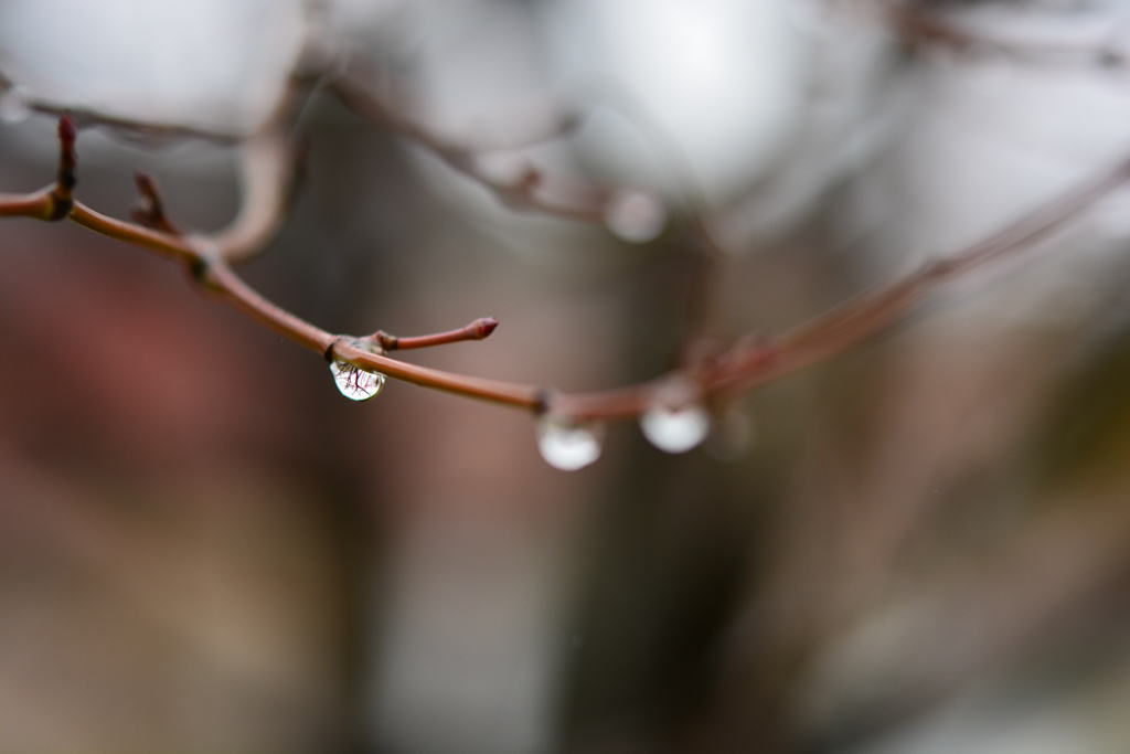 雨粒