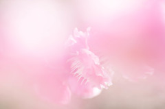 春のゆめ
