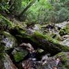 春日山原始林　