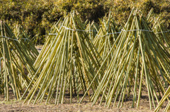竹の天日干し・茶筅の里で