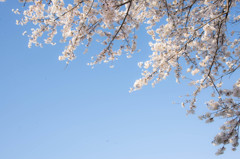 空を見上げたくなる日が、年に何回かある