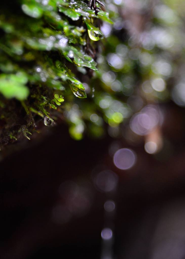 めぐみの雨