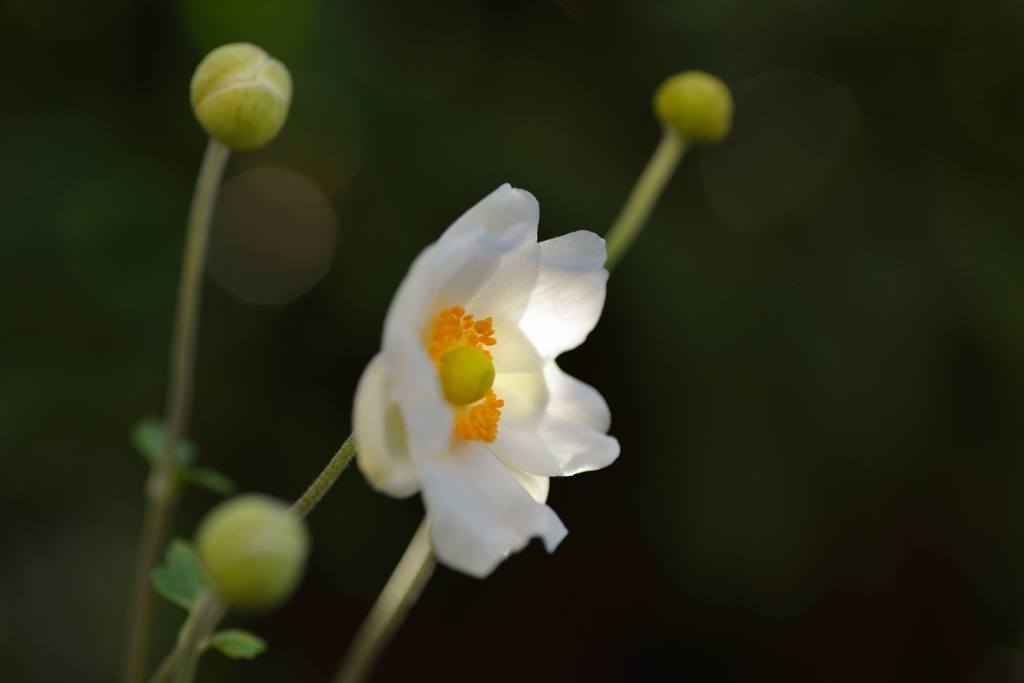 花のあかり