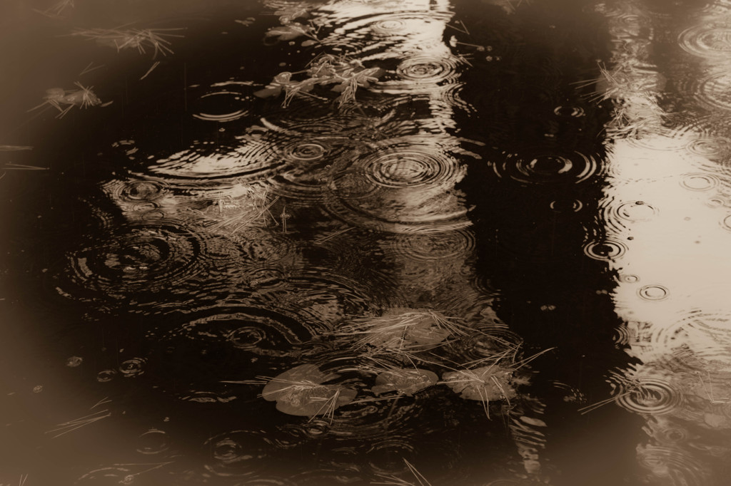 蓮池に降りそそぐ雨