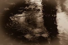 蓮池に降りそそぐ雨