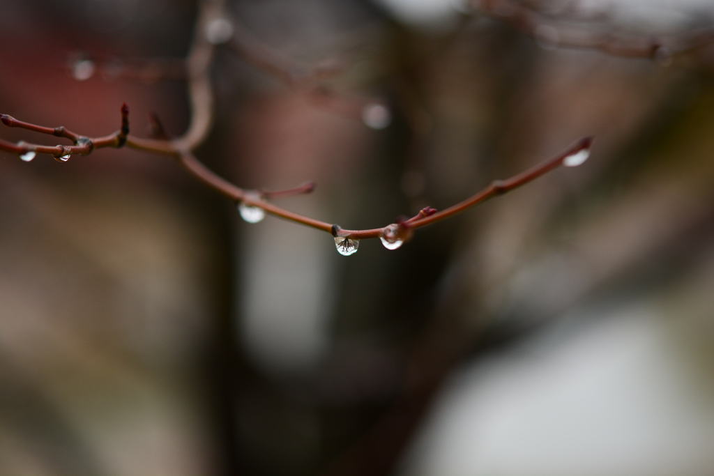 雨粒２