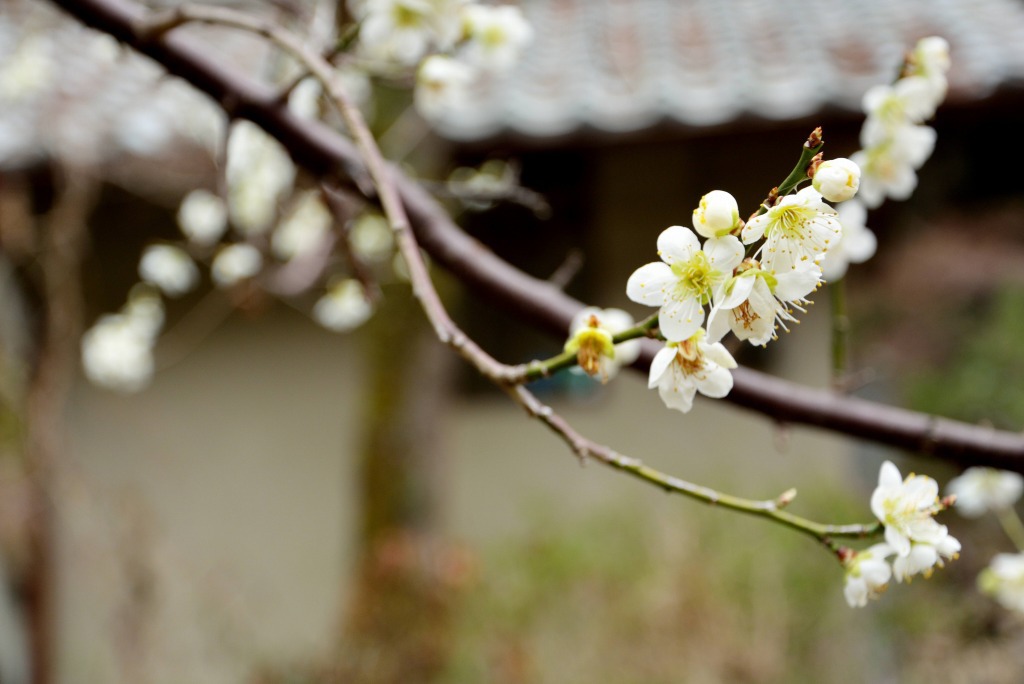里の梅