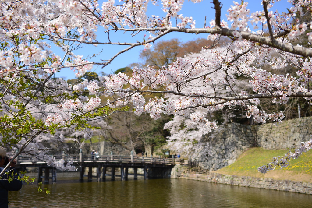 彦根城の桜　１