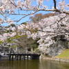 彦根城の桜　１