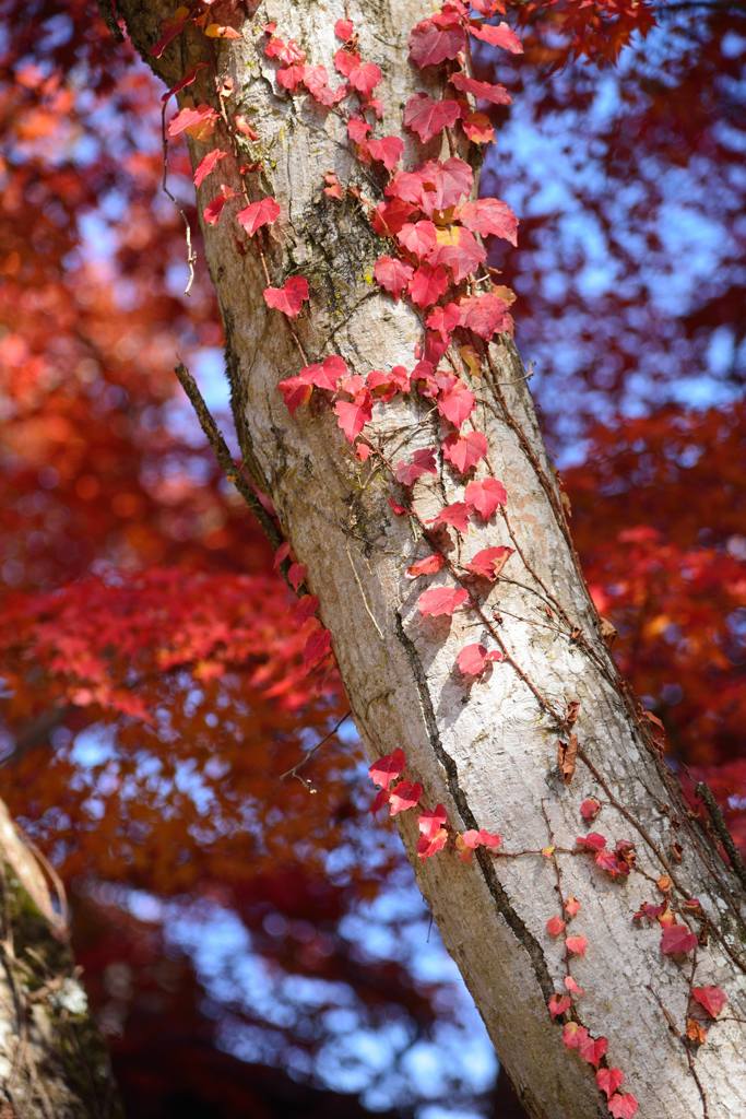 わたしも紅