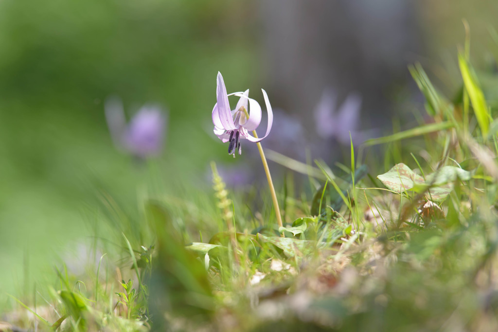 野の花　１