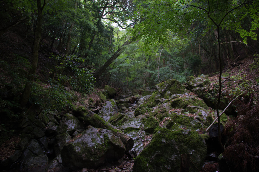 春日山原始林