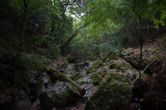 春日山原始林