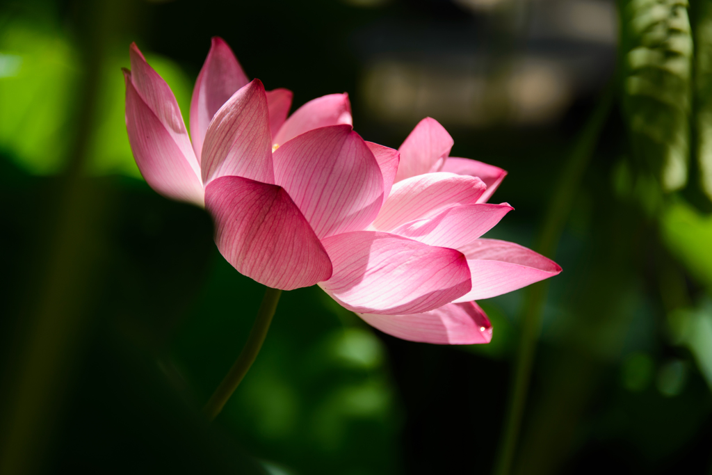 燃え尽きるまで