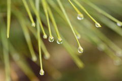 雨粒　３