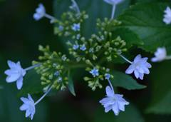 青の花火