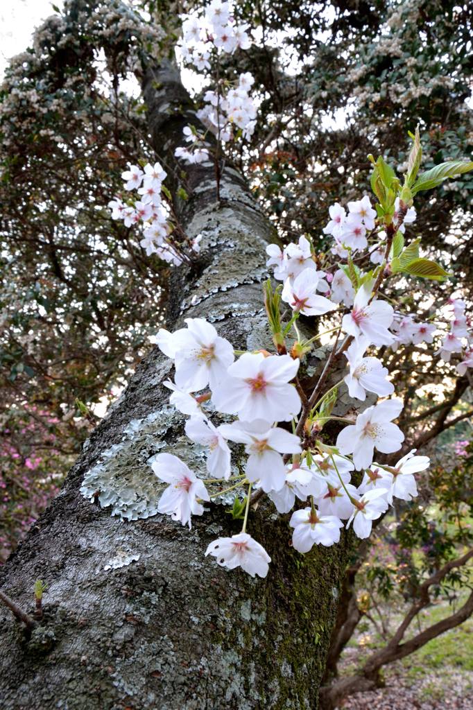 次世代の花