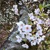 次世代の花