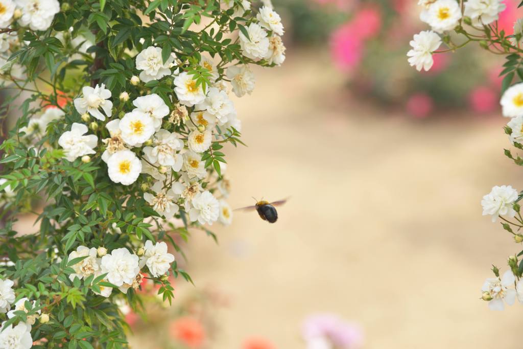 Ｂｅｅ
