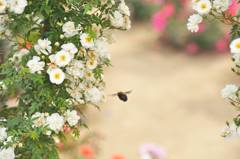 Ｂｅｅ