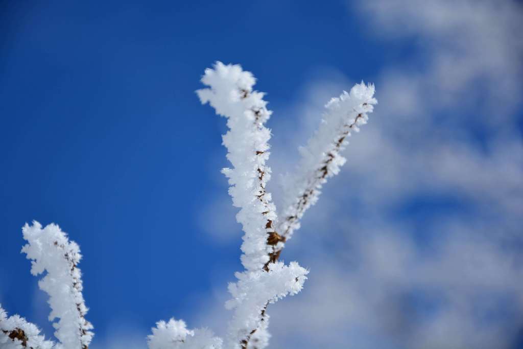 氷の花