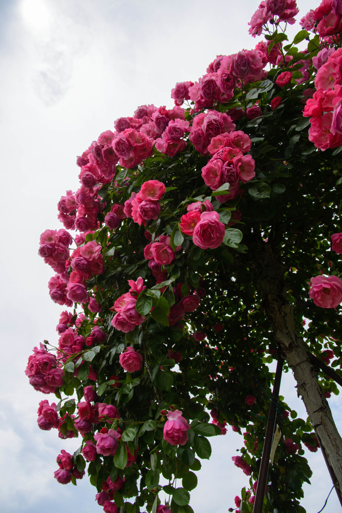 大きな薔薇の樹の下で