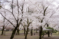 桜の森で