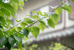 雨宿り