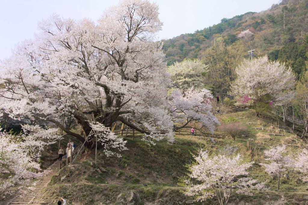 桜の里