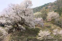 桜の里