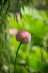 一輪の花