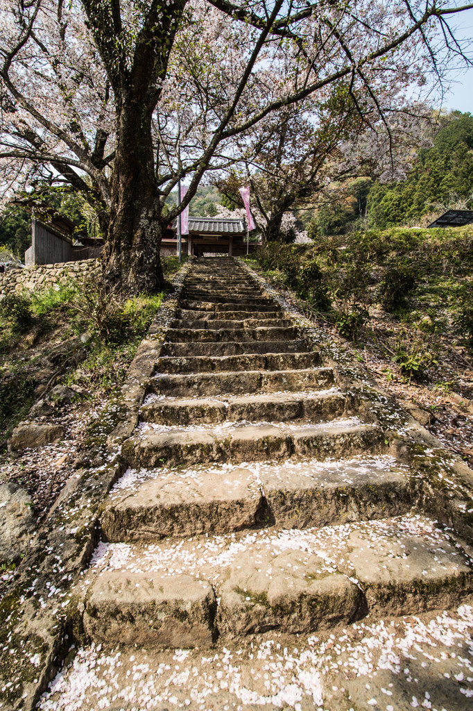 桜の階段