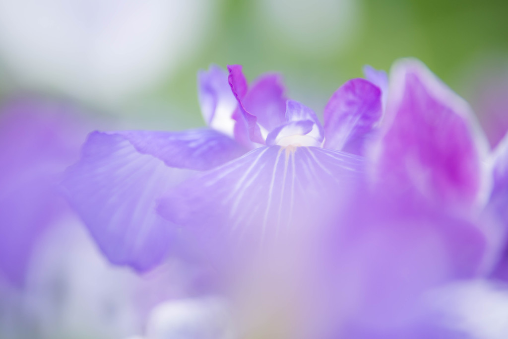花の宴