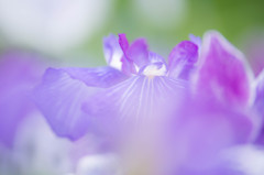 花の宴