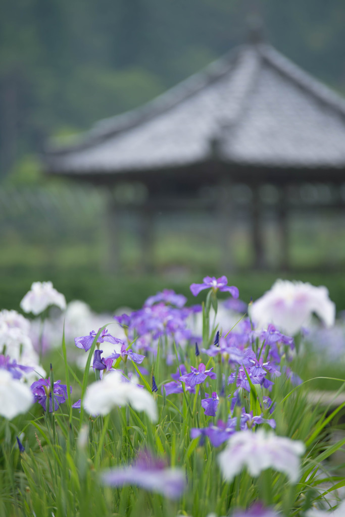 お花見
