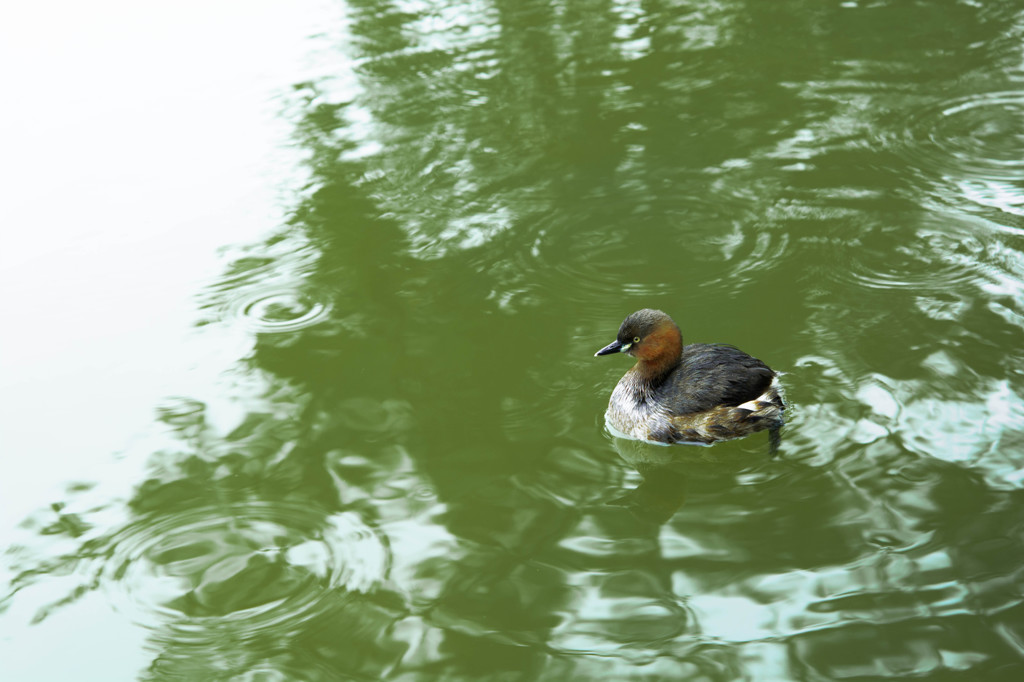 雨の日の池で