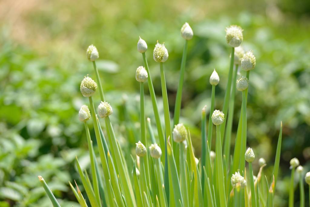 いのちの花