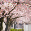 さんぽ道