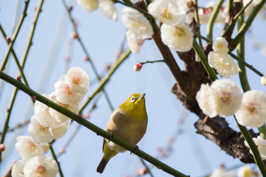 spring has come！