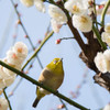 spring has come！