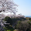 彦根城の桜　３