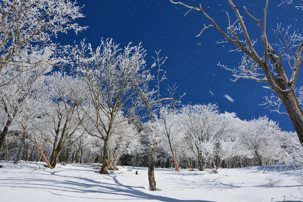 樹氷の森　２