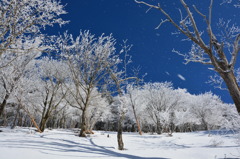 樹氷の森　２