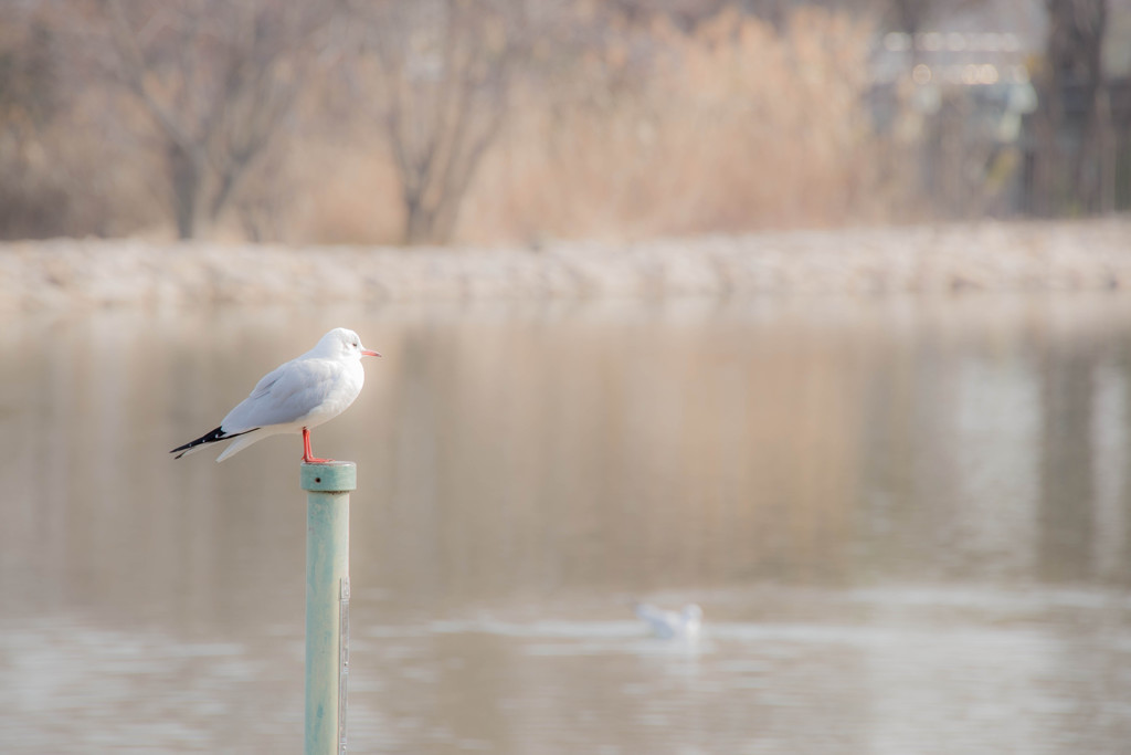 波止場じゃないけど・・・