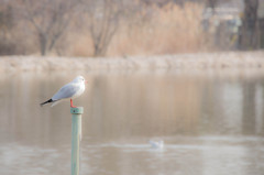 波止場じゃないけど・・・